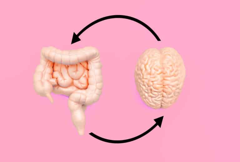 Anatomische Modelle eines Gehirns und eines Darms auf rosa Hintergrund, verbunden durch kreisförmige Pfeile, veranschaulichen die Darm-Hirn-Achse und verdeutlichen die dynamische Beziehung zwischen diesen lebenswichtigen Organen.